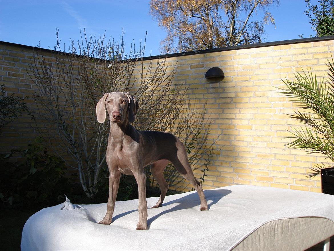 Weimaraner Jubii - Hun er blevet så stor billede 4