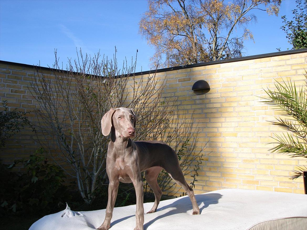 Weimaraner Jubii - Tak fordi i så med :) billede 5