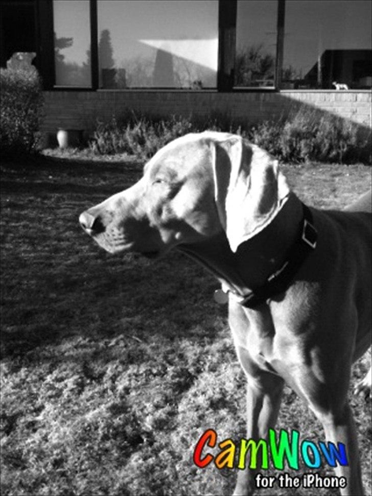 Weimaraner Zeus billede 1