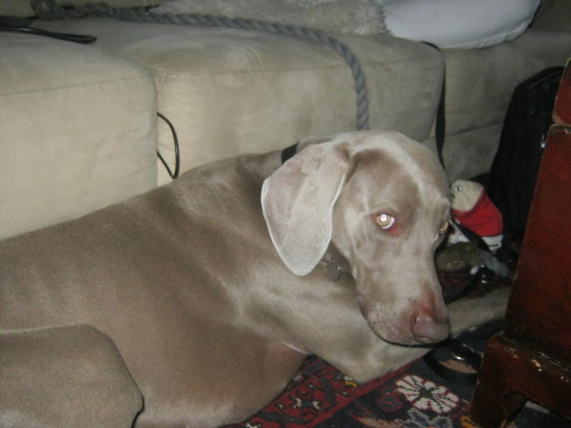 Weimaraner Zeus - Sidste billed af ham dagen inden vi sagde farvel :'( tak fordi i kiggede med :) R.I.P. min skat <3<3 billede 5
