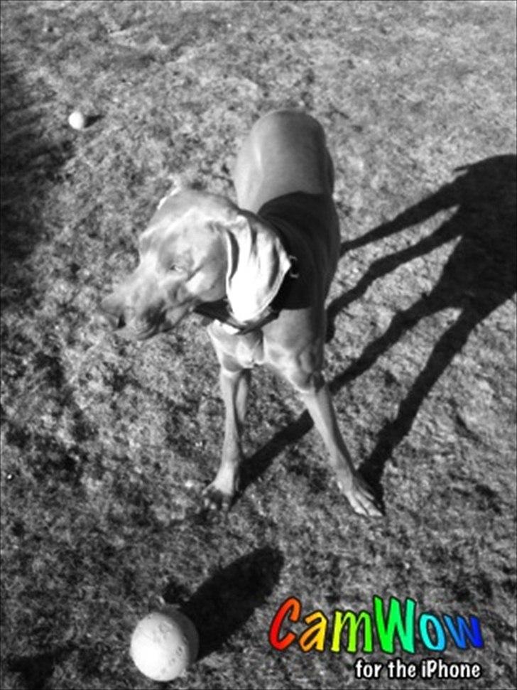 Weimaraner Zeus - elskede at lege <3 billede 4