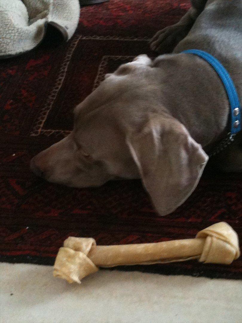 Weimaraner Zeus - med sit kødben <3 billede 3