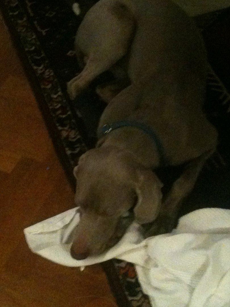 Weimaraner Zeus - første aften med min skat <3<3 billede 2