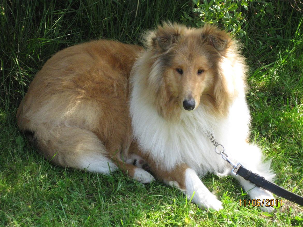 Collie langhåret Tvingsfields Kiss Me Now (Aiko) - 6 mdr. billede 4