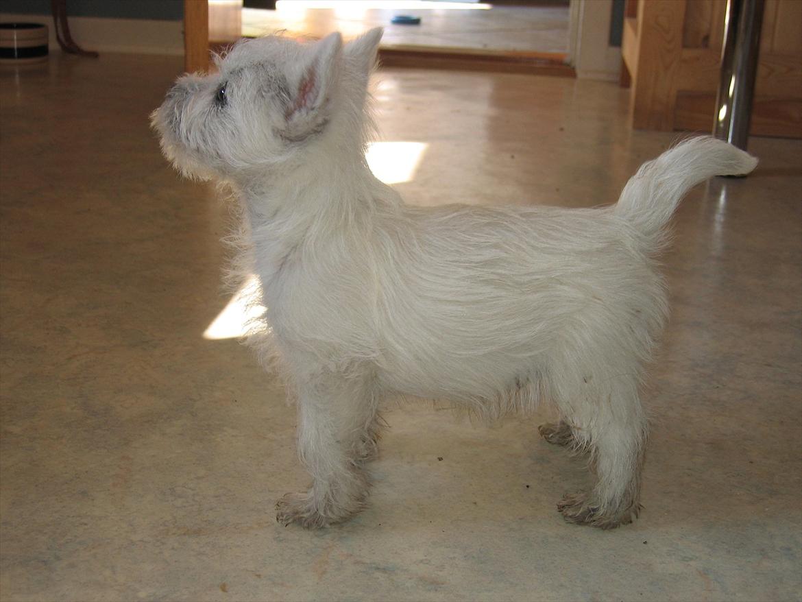 West highland white terrier Buller - Da han var hvalp. billede 2