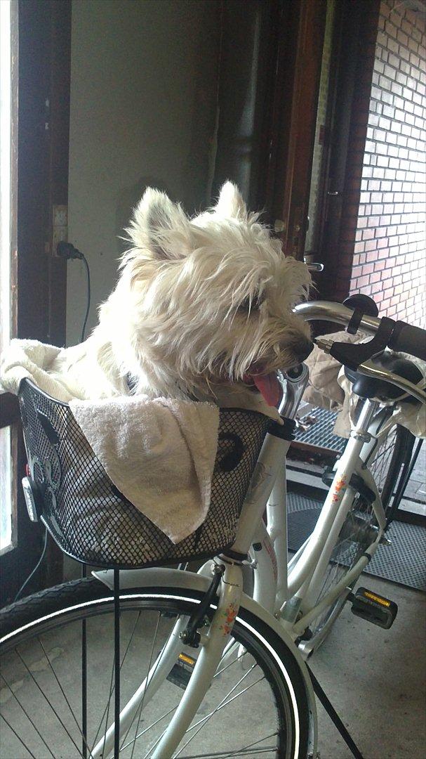 West highland white terrier Buller billede 3