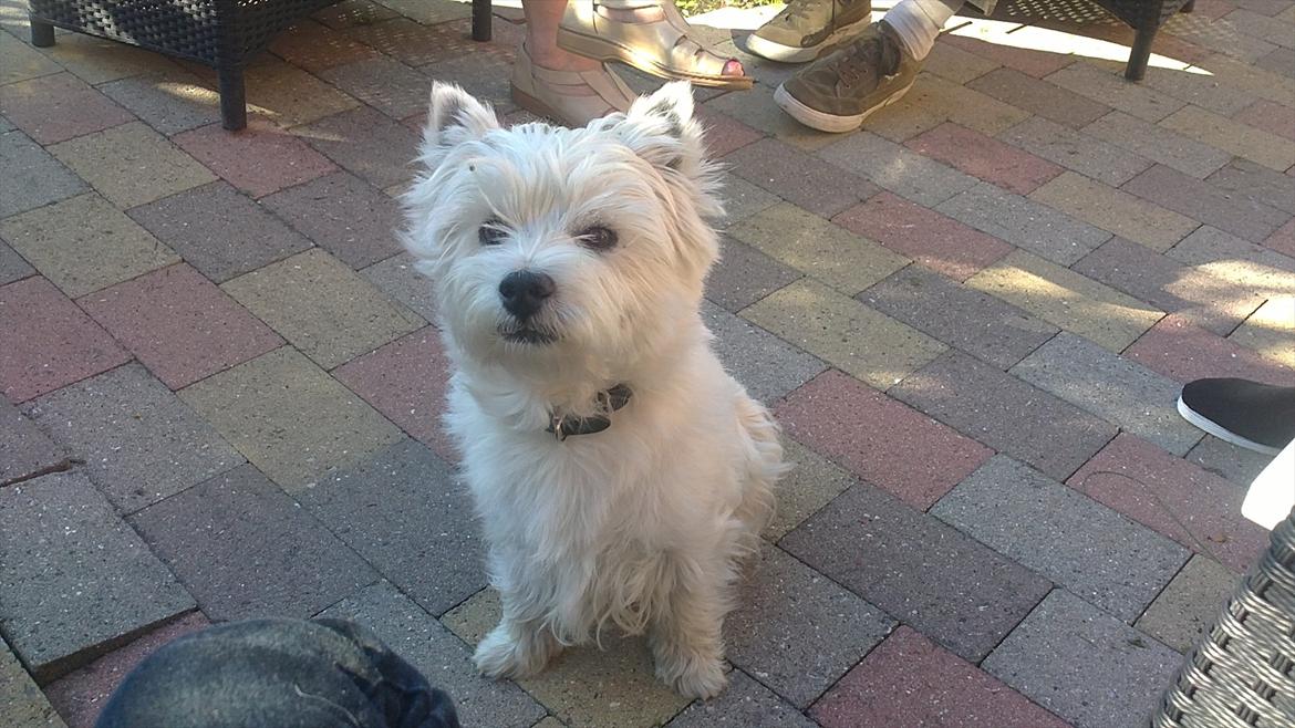 West highland white terrier Buller billede 4