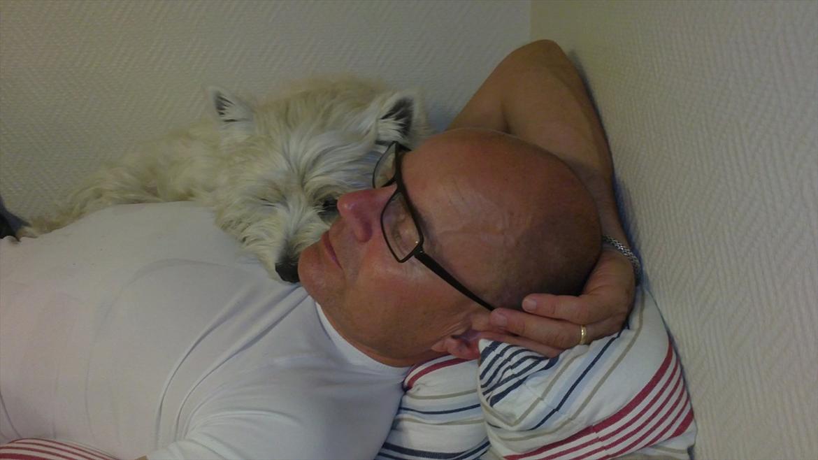 West highland white terrier Buller billede 5