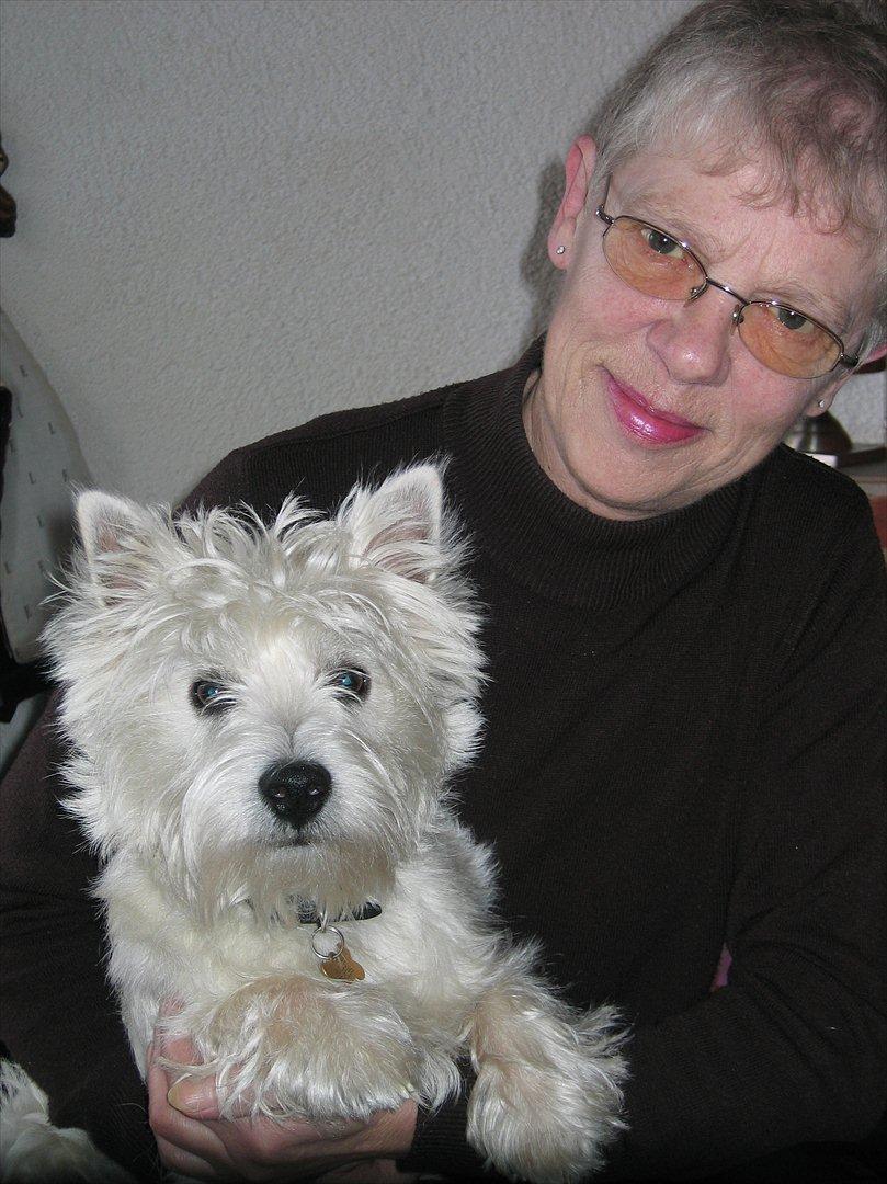 West highland white terrier Buller billede 6