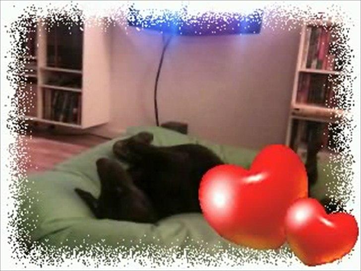 Blanding af racer Boss <333 - Efter en lang lur ´-) billede 4