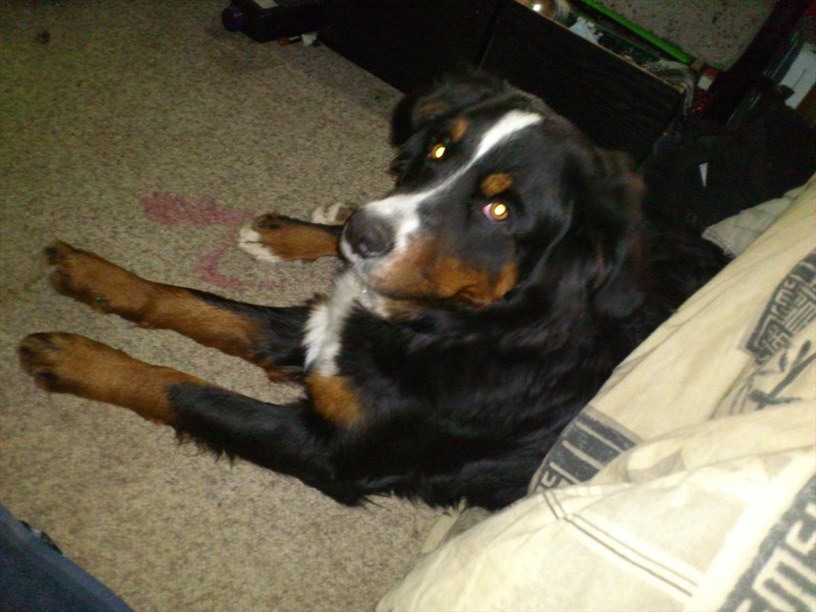 Berner sennenhund Maggi :'( R.I.P billede 5