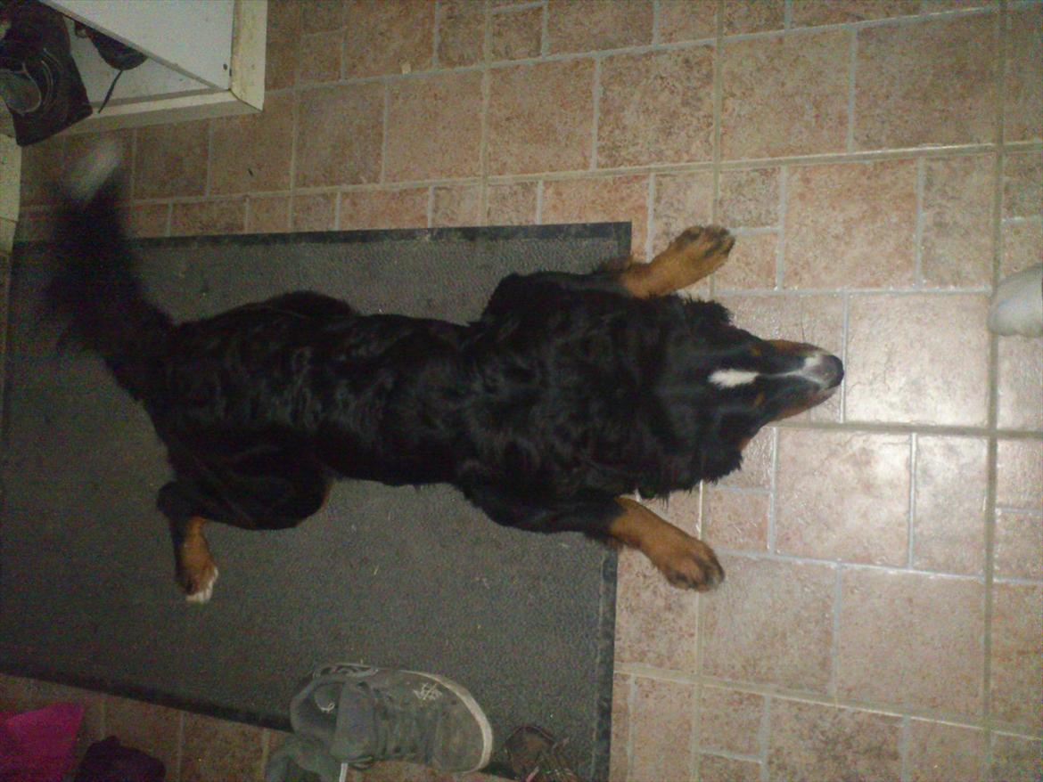 Berner sennenhund Maggi :'( R.I.P billede 6