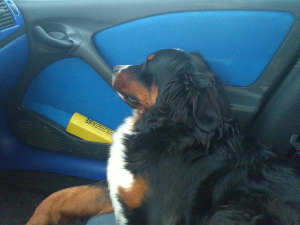Berner sennenhund Maggi :'( R.I.P billede 8