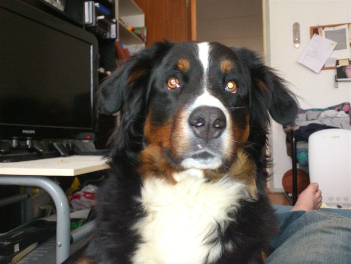 Berner sennenhund Maggi :'( R.I.P billede 2