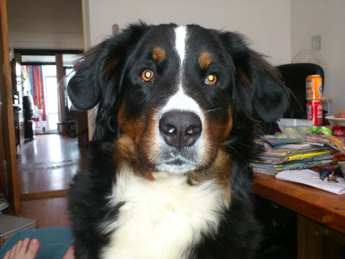 Berner sennenhund Maggi :'( R.I.P billede 1
