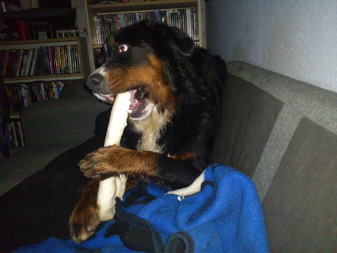 Berner sennenhund Maggi :'( R.I.P billede 14