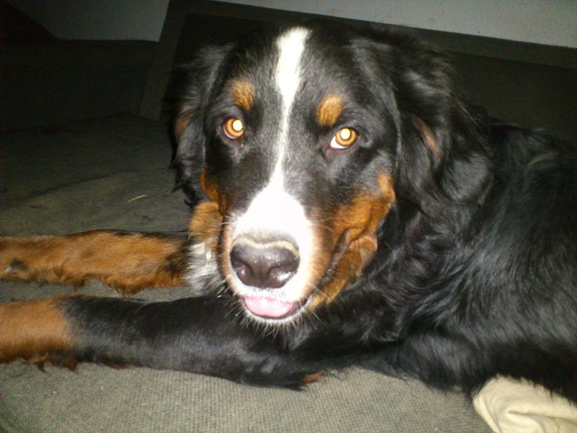 Berner sennenhund Maggi :'( R.I.P billede 15