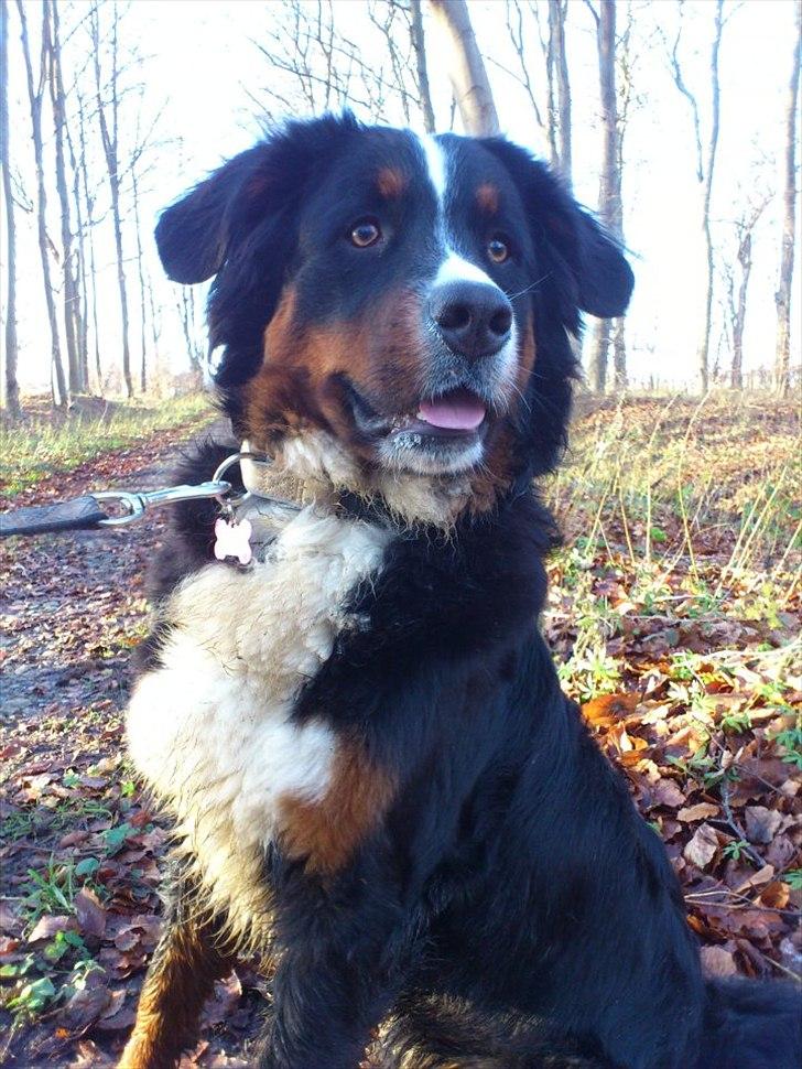 Berner sennenhund Maggi :'( R.I.P billede 17