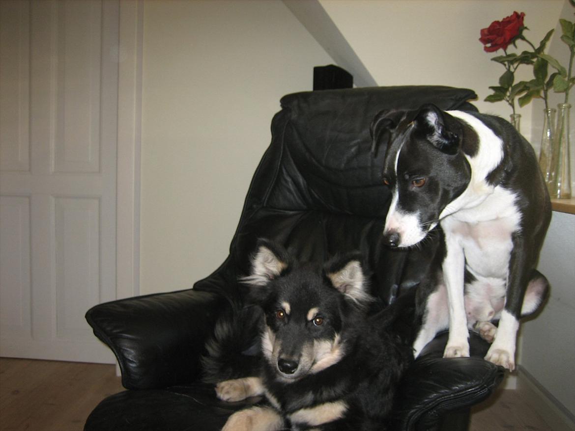 Finsk lapphund Kato billede 9