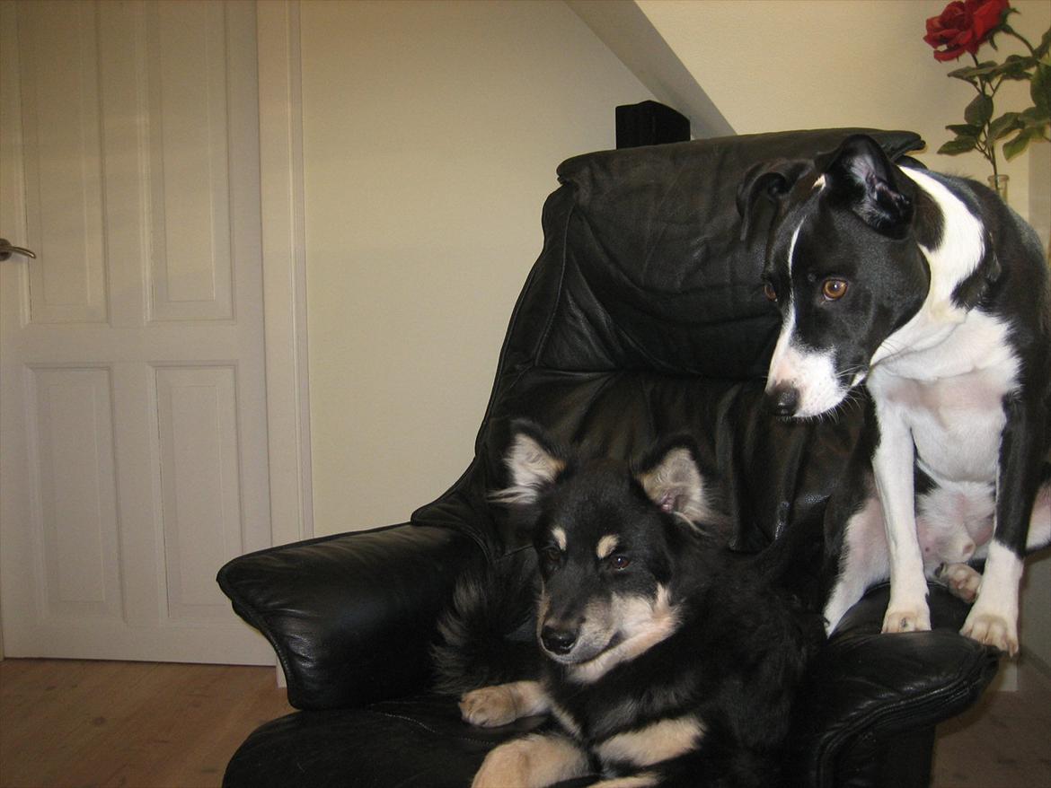 Finsk lapphund Kato billede 10