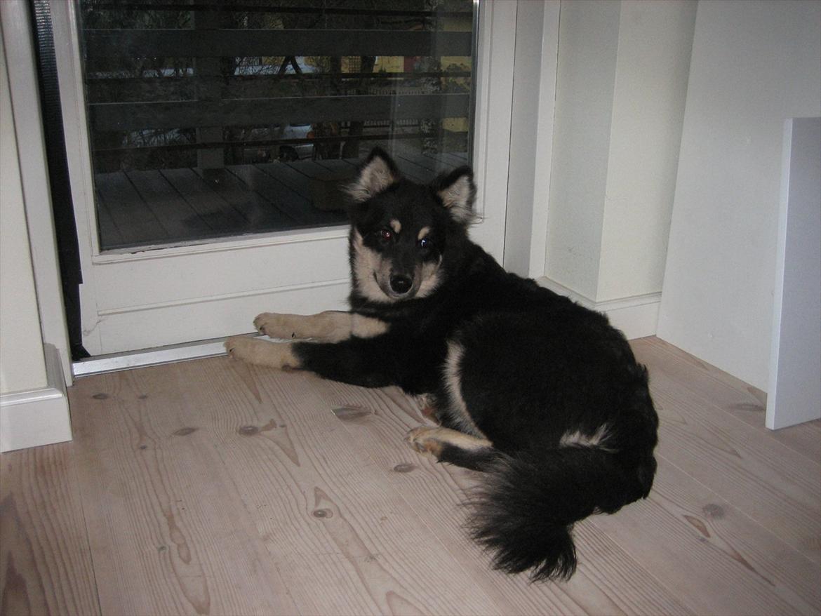 Finsk lapphund Kato billede 11