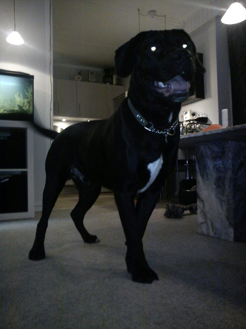 Blanding af racer Hannibal billede 13