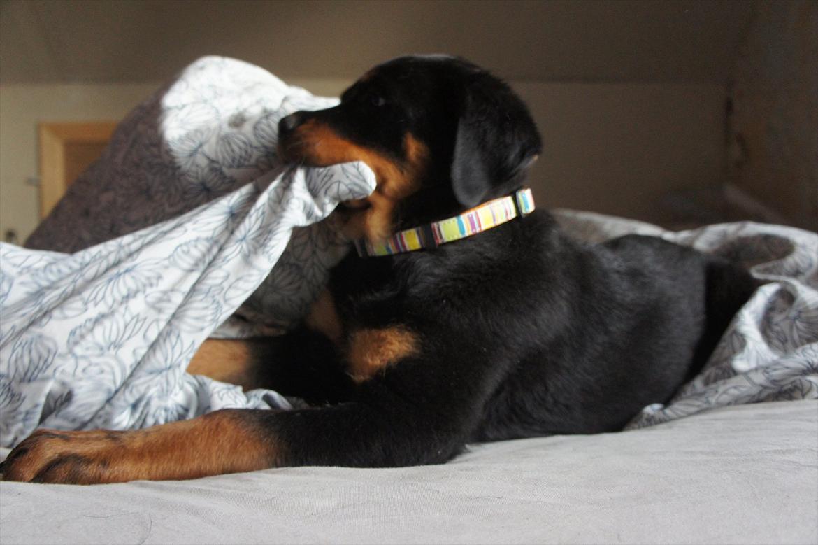 Rottweiler Enrica Vom Hause Desteny - Mums dyne billede 19