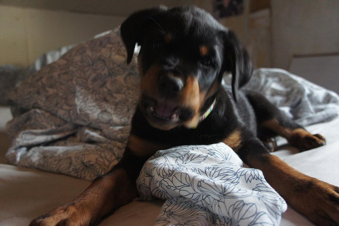 Rottweiler Enrica Vom Hause Desteny - Lille Rica er farlig, ca 11 uger billede 20