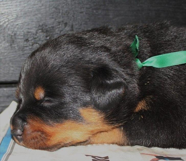 Rottweiler Enrica Vom Hause Desteny - Rica kun få dage gammel - lånt fra kennel billede 24