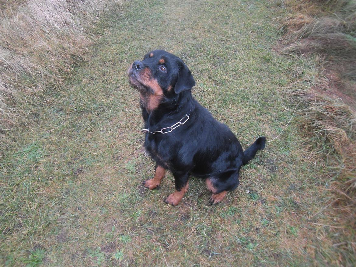 Blanding af racer Babe billede 7