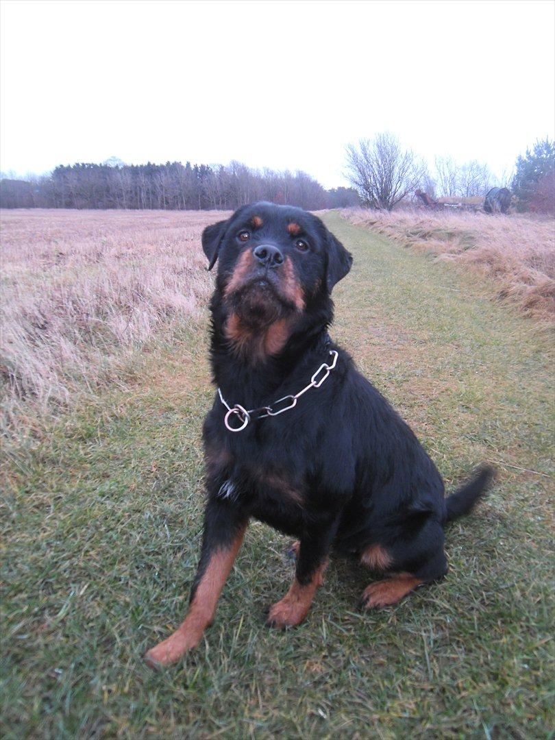 Blanding af racer Babe billede 8