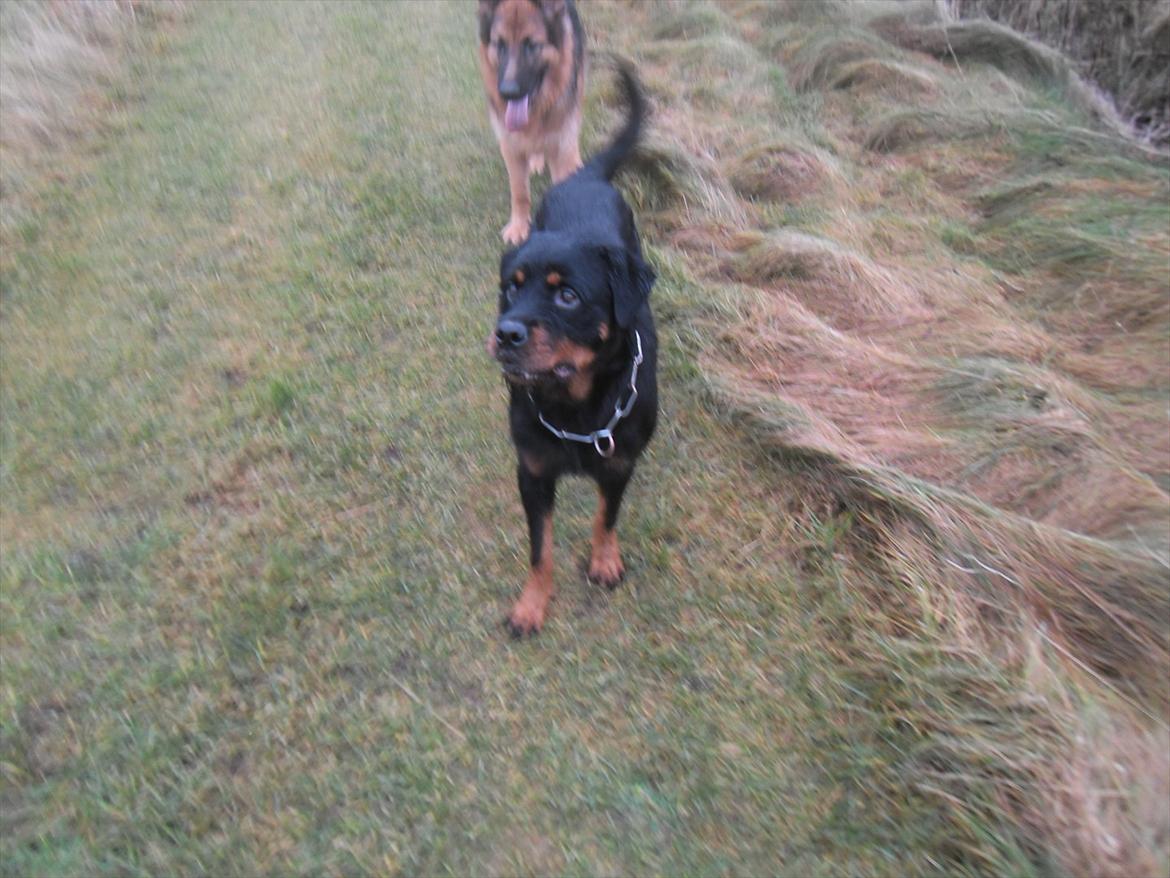 Blanding af racer Babe billede 9