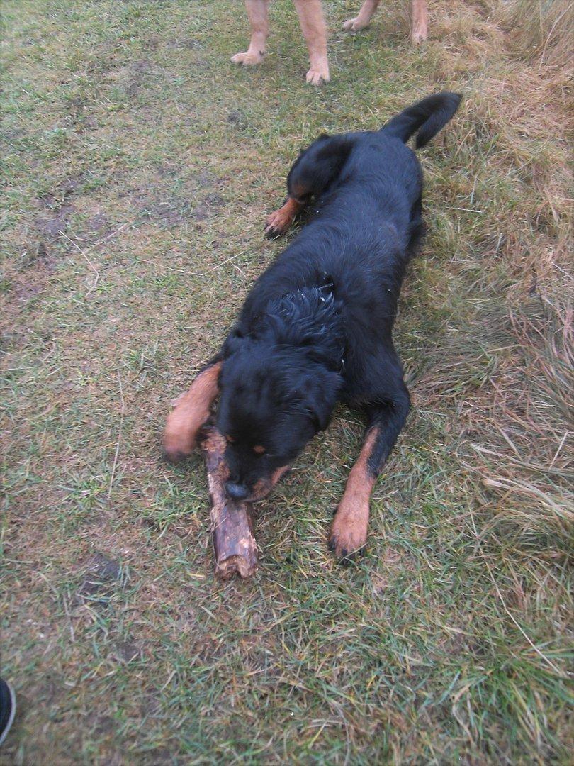 Blanding af racer Babe billede 10