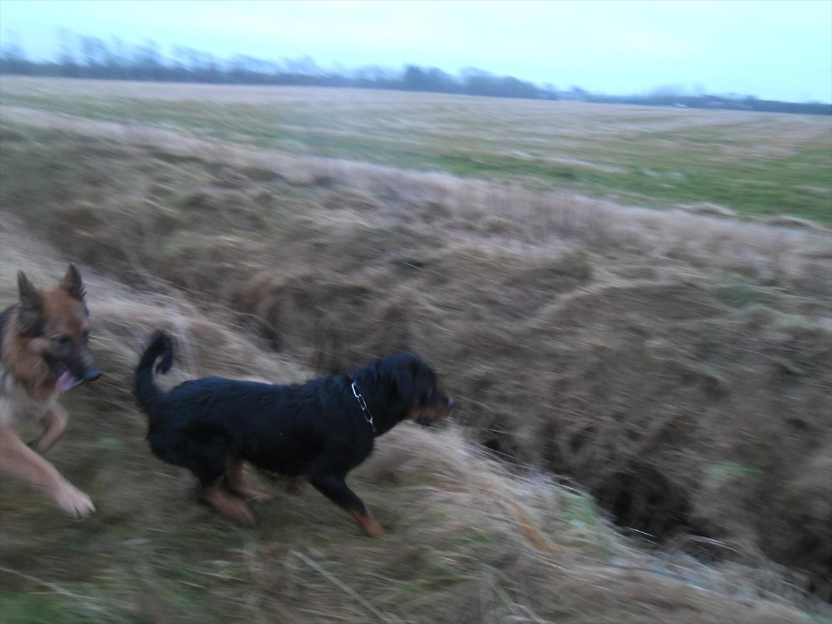 Blanding af racer Babe billede 11