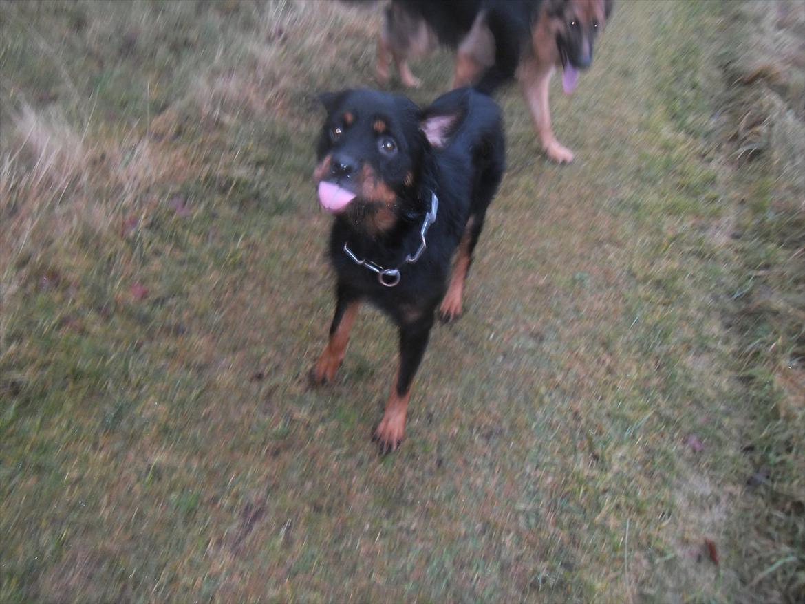 Blanding af racer Babe billede 12