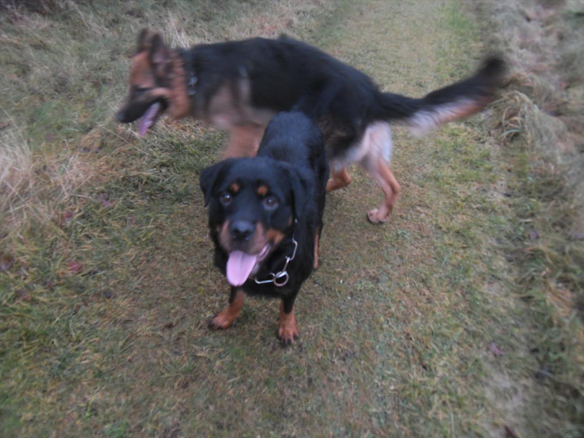 Blanding af racer Babe billede 13