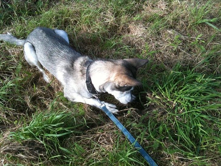 Siberian husky Apissorq Epiphany (Epi) billede 1