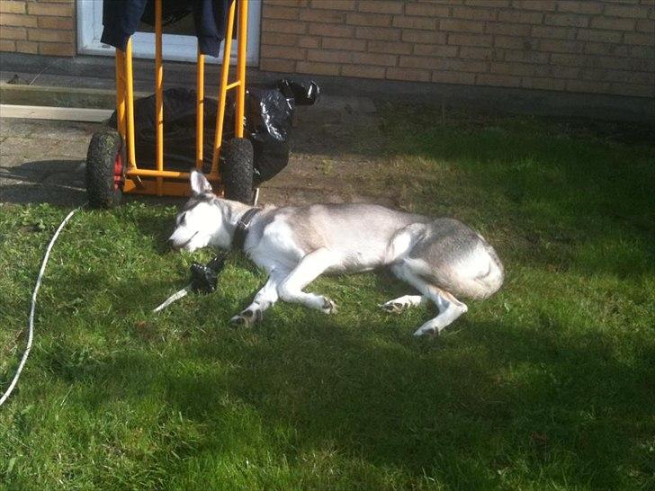 Siberian husky Apissorq Epiphany (Epi) billede 2