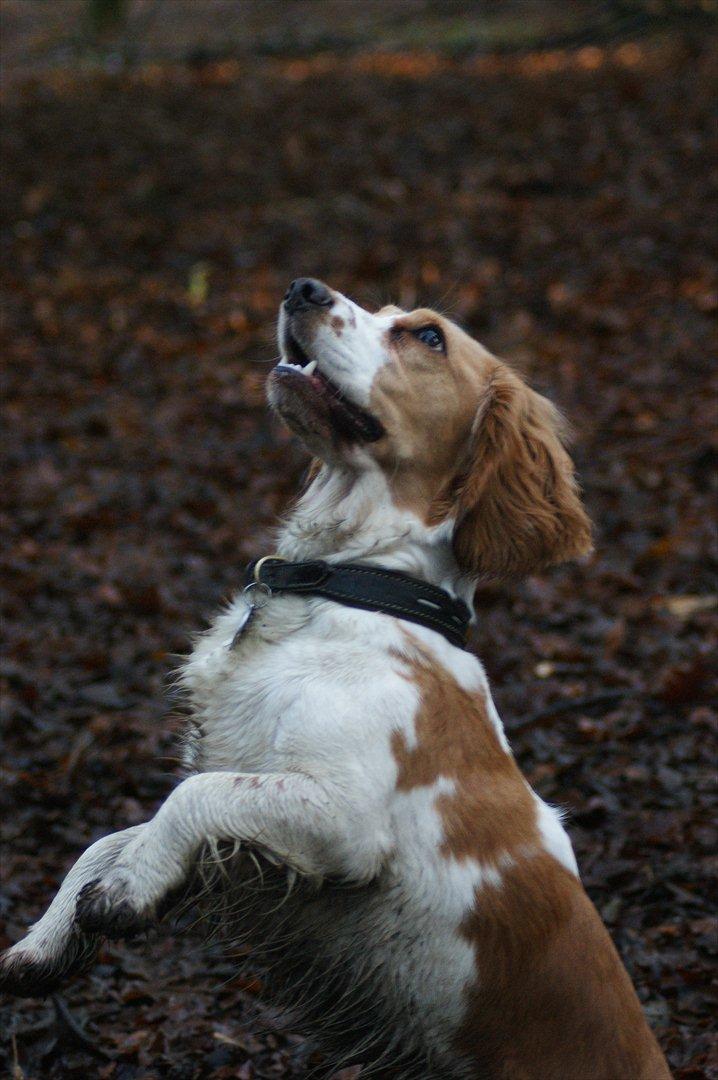 Blanding af racer Bubbi - Sidder jeg ikke bare fint.... billede 5