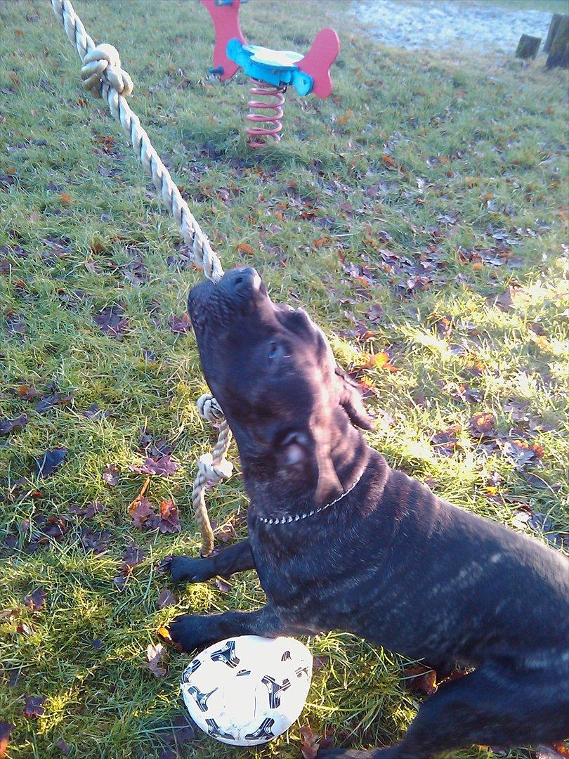 Dogo canario Zæcar billede 6