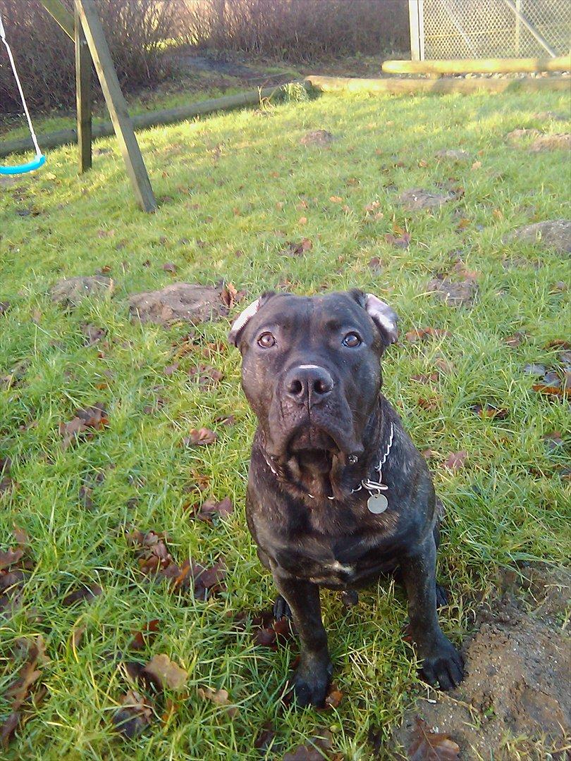 Dogo canario Zæcar billede 4