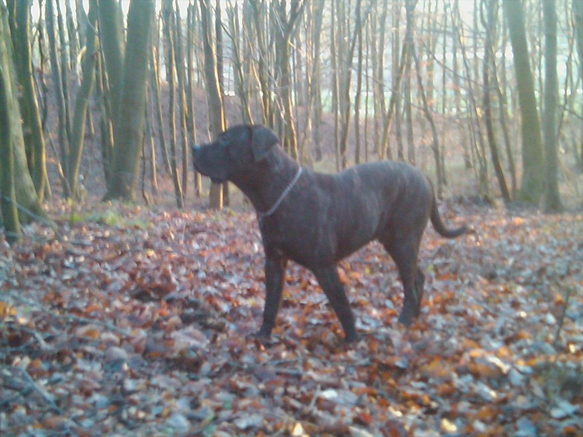 Dogo canario Zæcar billede 2