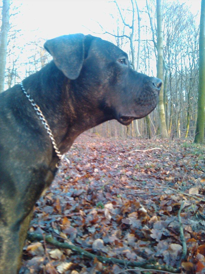 Dogo canario Zæcar billede 3