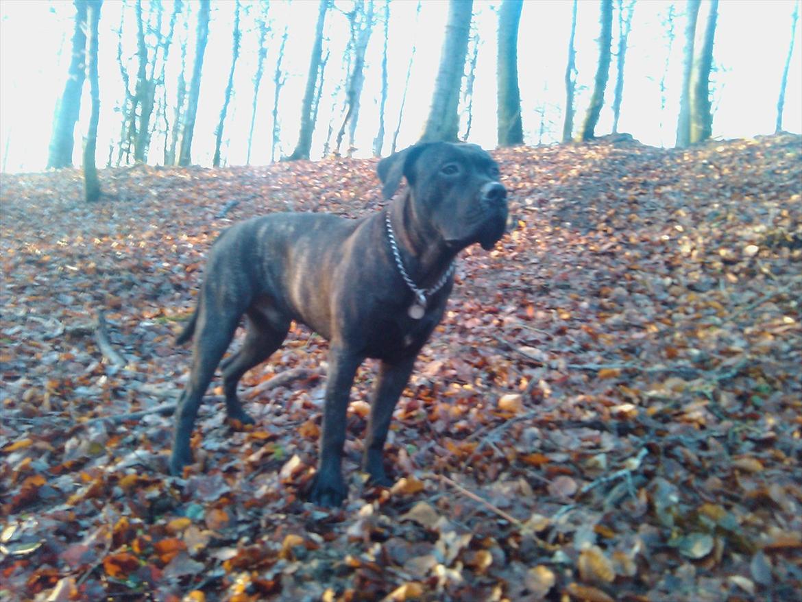 Dogo canario Zæcar billede 1