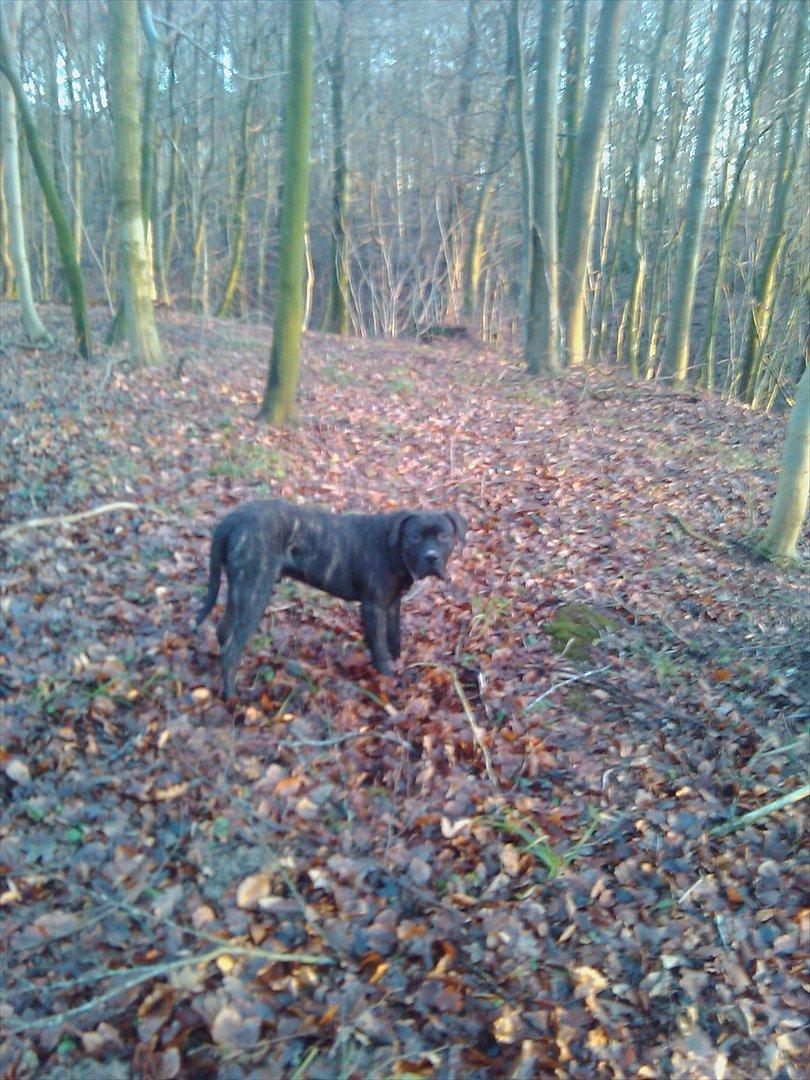 Dogo canario Zæcar billede 7