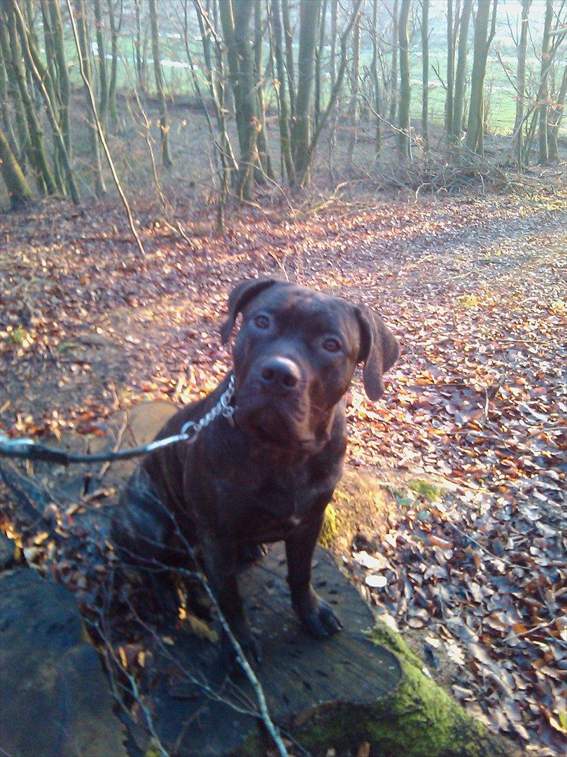 Dogo canario Zæcar billede 5