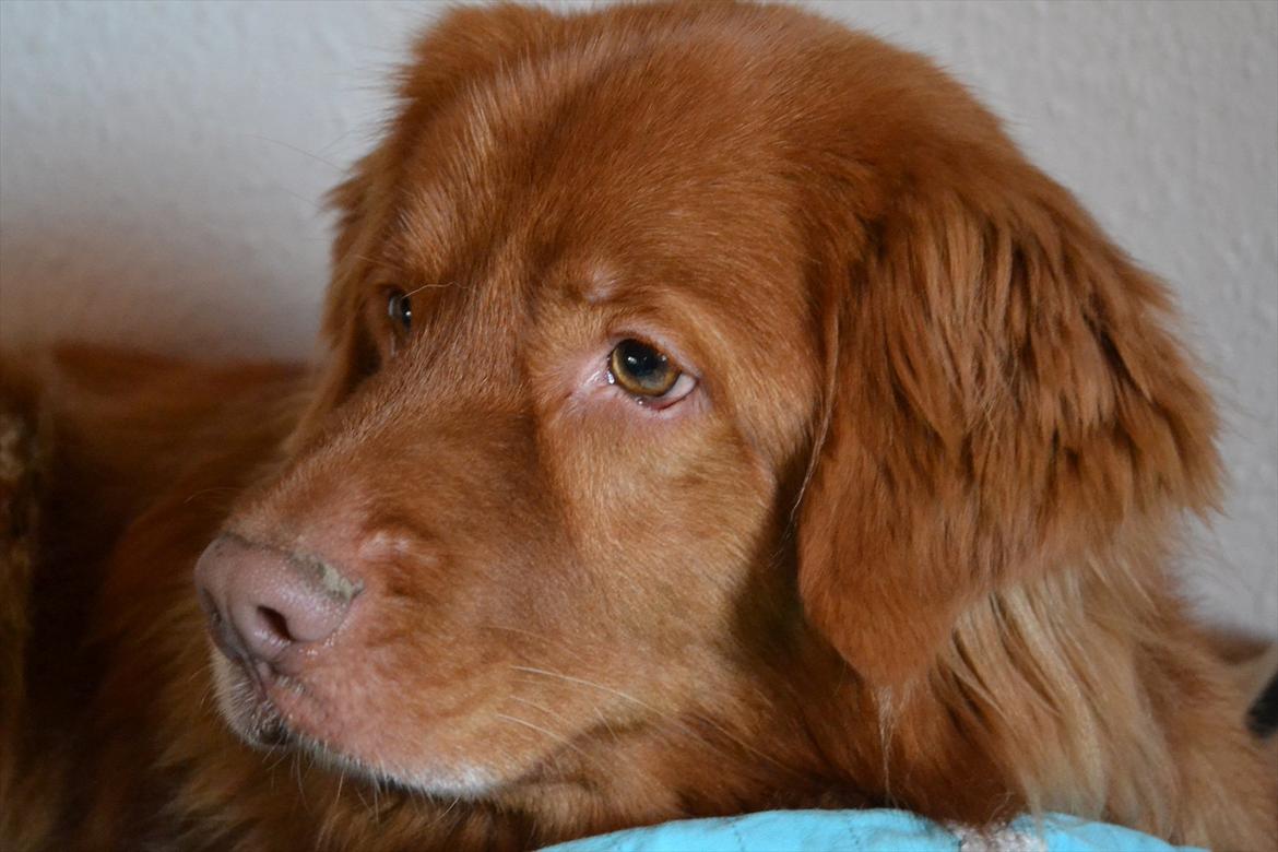 Nova scotia duck tolling retriever charlie - Nuuurh<3<3
 billede 2