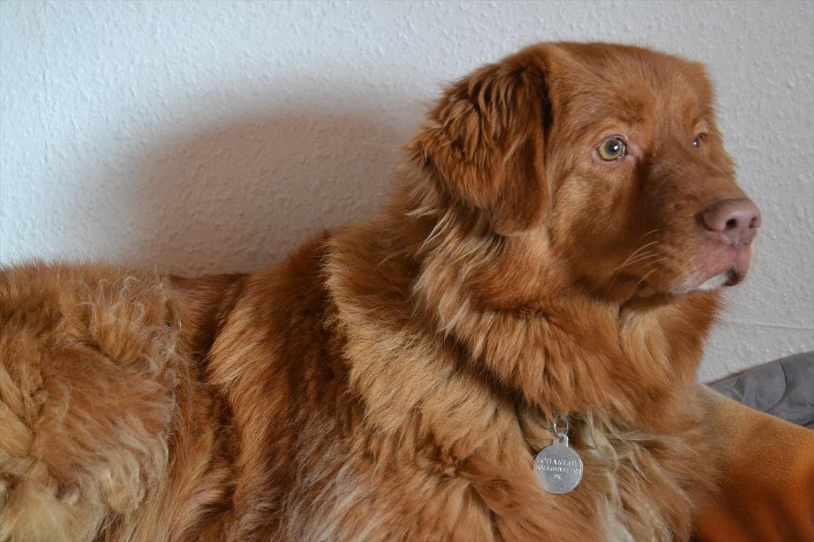 Nova scotia duck tolling retriever charlie - 5) Elsker min hund!!<3:* billede 6