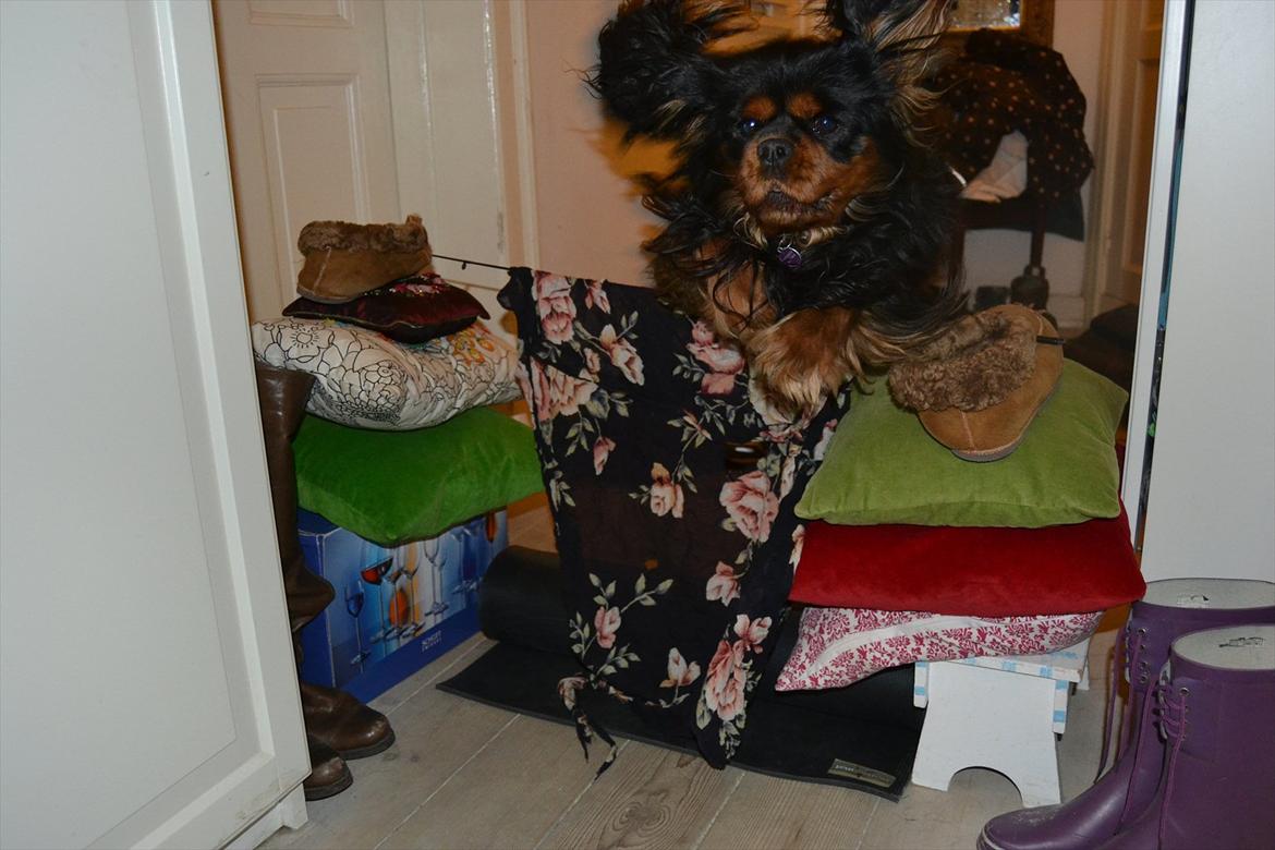 Cavalier king charles spaniel Johnny - Jeg kunne sidde i timevis, ugevis, årevis og prøve at forklare hvor meget jeg elsker dig! Men det kan jeg ikke! Du er mere end det jeg nogle sinde ville få ned på papir eller få sagt!
Foto: Lisa billede 4