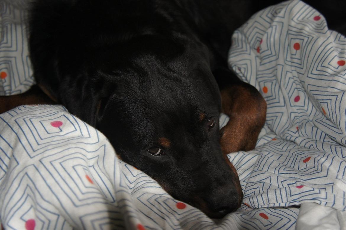 Rottweiler Tøsen [Tidl. Hund] - Putte i sengen billede 1